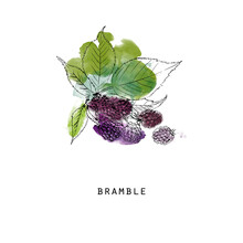 Watercolor Vector Illustration Of Bramble