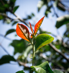 Red leaves turning green