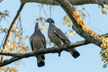 Couple Of Turtledoves On A Branch