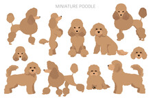 Miniature Poodle Clipart. Different Poses, Coat Colors Set