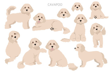 Cavapoo mix breed clipart. Different poses, coat colors set