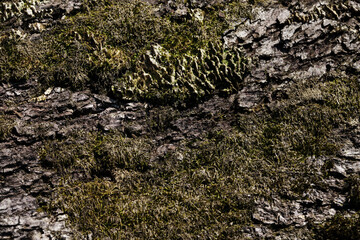 Wall Mural - Minimalistic forest background for design or advertising. Texture of tree bark with green soft moss close-up.