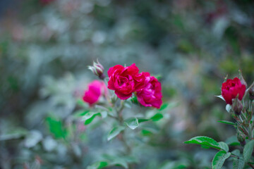 pink rose bush