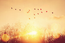 Birds Flying And Grass Flower On Sunset Sky And Cloud Abstract Background. Freedom And Nature Concept.
