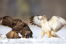 Two Common Buzzards Buteo Buteo Fighting With Spreaded Wings In Snow Over Food
