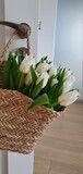 Fototapeta Tulipany - Piękne białe tulipany w domowym koszyku
