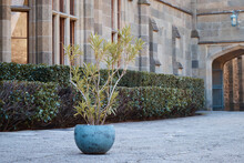 Tropical Potted Stone Plant, Medieval Castle Palace, Stone Road, Courtyard In The Palace
