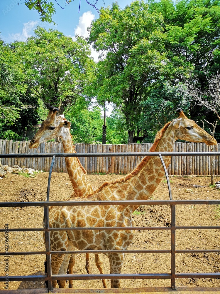 The giraffe in the zoo.Giraffe is an African artiodactyl mammal, the ...
