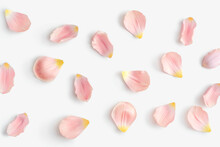 Gently Pink Petals Of Tulips Or Roses Flowers On A White Isolated Background