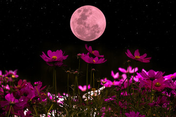 Wall Mural - cosmos flowers silhouette with full moon in the night.