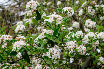 Shrub with many delicate white flowers of Viburnum carlesii plant commonly known as arrowwood or Korean spice viburnum in a garden in a sunny spring day, beautiful floral background.