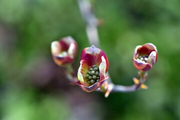 Blüten-Hartriegel im Frühjahr
