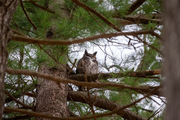 Wall Mural - Great horned owl sitting on a crown a tree