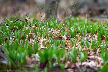 Canvas Print - Wild Ramps - wild garlic ( Allium tricoccum), commonly known as ramp, ramps, spring onion, wild leek, wood leek. North American species of wild onion. in Canada, ramps are considered rare delicacies