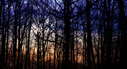 Canvas Print - Sunrise in the forest. Sunlight through the trees