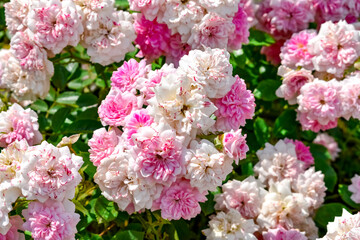 Delicate inflorescences of pale pink roses of Les Quatre Saisons variety, growing outdoors in a garden. Elegant pink and white and green floral natural texture for romantic cards or botanical banners