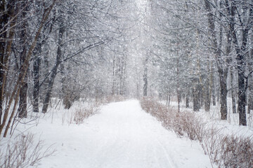  Snow-covered path for walking in the winter park under heavy snow. An empty pedestrian road surrounded by snow-covered trees.