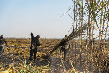 Wall Mural - Tres agricultores de la caña de azúcar  están trabajando en el campo.