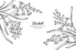 Bluebell flower and leaf hand drawn botanical illustration with line art.