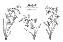 Bluebell Flower And Leaf Hand Drawn Botanical Illustration With Line Art.