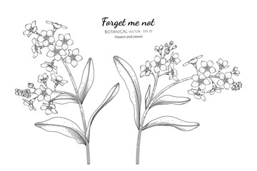 Wall Mural - Forget me not flower and leaf hand drawn botanical illustration with line art.
