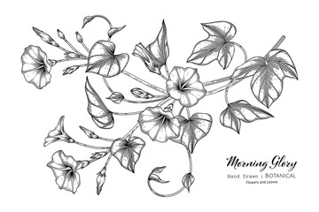 Wall Mural - Morning glory flower and leaf hand drawn botanical illustration with line art.