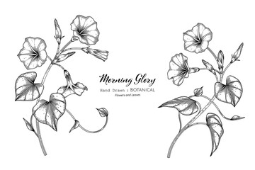 Wall Mural - Morning glory flower and leaf hand drawn botanical illustration with line art.