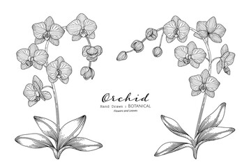 Wall Mural - Orchid flower and leaf hand drawn botanical illustration with line art.