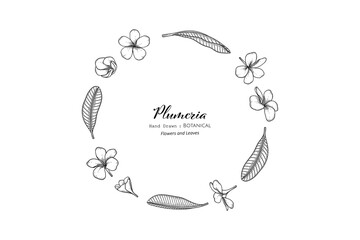 Wall Mural - Plumeria flower and leaf hand drawn botanical illustration with line art.