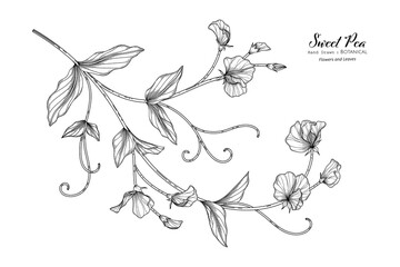 Wall Mural - Sweet peas flower and leaf hand drawn botanical illustration with line art.