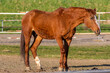 brązowy koń na wybiegu w stadninie