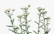 Blooming Achillea millefolium ( common names: yarrow or common yarrow ) on light background. Top view, flat lay