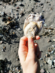 Wall Mural - Closeup shot of a hand holding a seashell on a blurred background