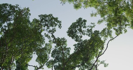Wall Mural - looking up to sun shining through bright green tree leaves in forest