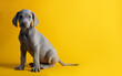 Lindo cachorro de weimar weimaraner ojos azules gris mirando a la cámara sentado sobre un fondo amarillo minimalista y limpio