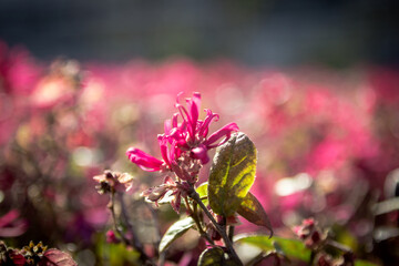 Beautiful flowers in the park on a background of greenery