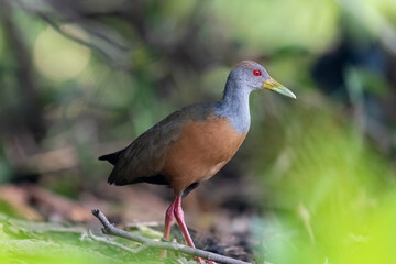 Wall Mural - The Grey-necked Wood Rail or Grey-cowled Wood Rail (Aramides cajaneus)