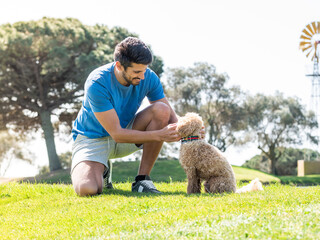 Poster - Young Caucasian male playing with his Goldendoodle dog on a professional golf course