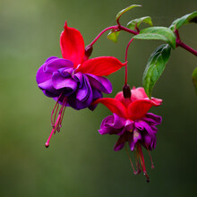 Purple Fuchsia Flowers In Detail.