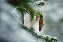 Close-up Of Pine Tree With Cones Hanging During Winter