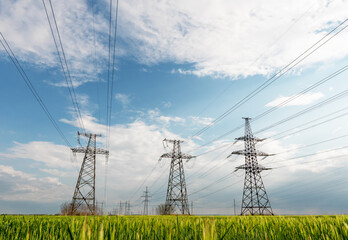 power lines in the spring in a green wheat field