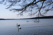 swans on the lake (Stienitzsee, Märkisch-Oderland, Brandenburg)