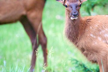 wide eyes elk calf