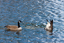 Canada Geese Feeding And Swimming In Blue Lake