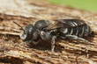 Closeup of the Viper's Bugloss mason bee (Hoplitis adunca) on a wood