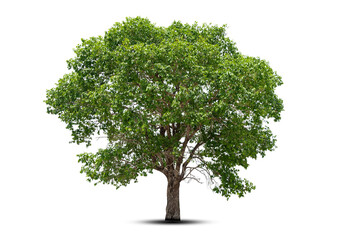 Isolated green tree on white background, Trees isolated on white background, tropical trees isolated used for design, advertising and architecture.