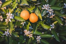 Citrus Fruit And Its Blossom Growing On Tree Both At The Same Time