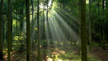 Sticker - morning in the forest