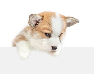 Wall Mural - Pembroke Welsh Corgi puppy above empty white banner looks down on empty space. isolated on white background