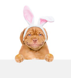 Fototapeta Panele - Smiling puppy wearing easter rabbits ears looks from behind empty white banner. Isolated on white background